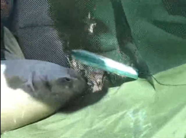 VIDEO: Kingfish on surface lures