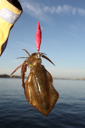 Japanese squidding experts show how it’s done
