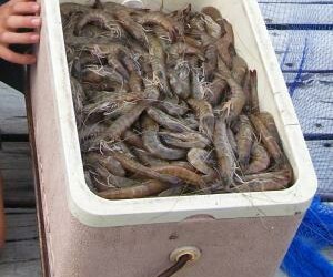 Pic: Courtesy Sportfishing magazine