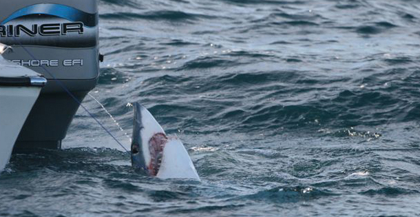 Will Garrett ban fishing for makos?