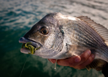 Mythbuster: Bream on lures