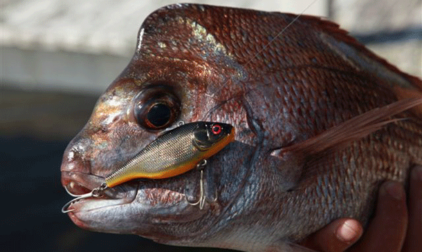 Senator Ron Boswell Pic: Jim Harnwell