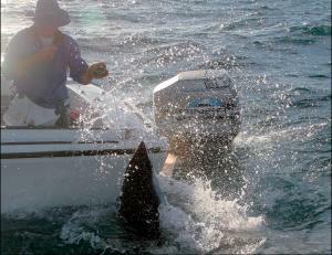 Fish Facts: Mako Sharks