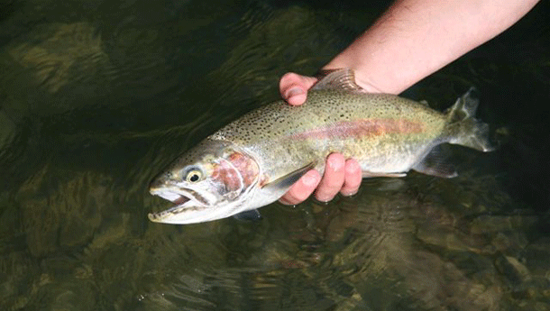 Senator Ron Boswell Pic: Jim Harnwell