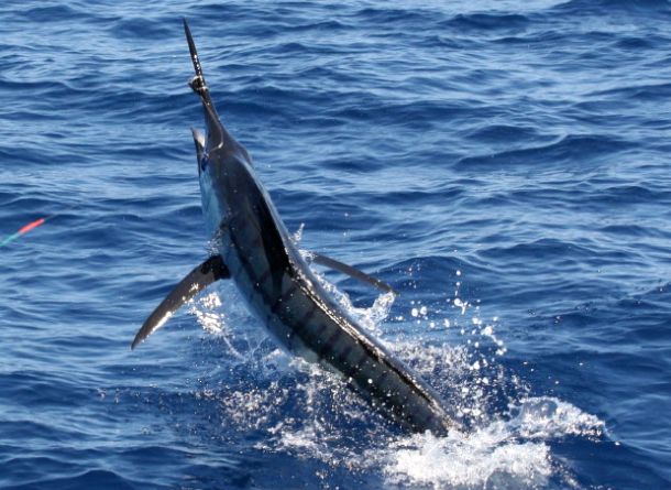 Haines Hunter MD John Haber displays a 760 prototype hull.
