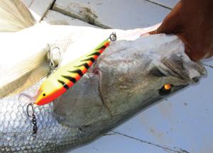 Pic: Mick Fletoridis