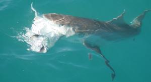 Pic: Mick Fletoridis