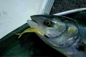 Size Matters – Bushy on Lures