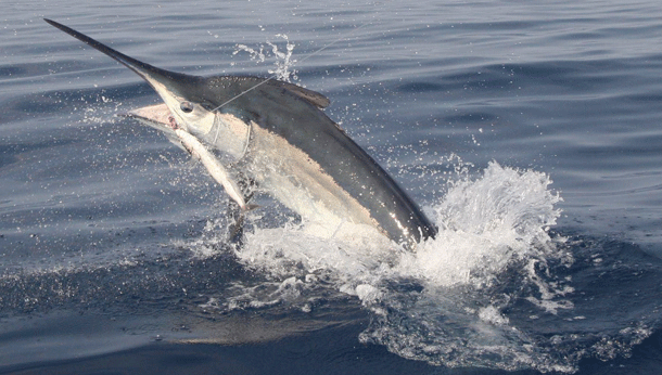 BLOG: GBR marlin come on the fang