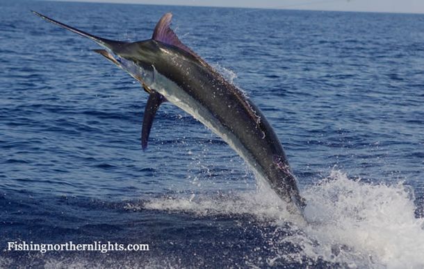 The Great Marlin Race for billfish conservation