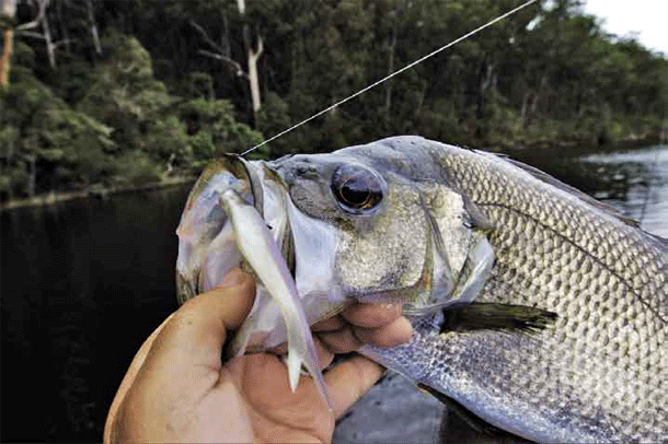 Federal Environment Minister Tony Burke.
