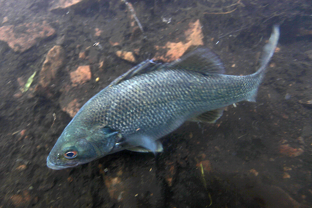 Federal Environment Minister Tony Burke.