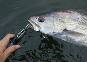 Australia Day mulloway