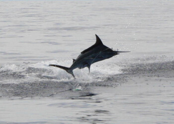 Double Hook-up on Marlin