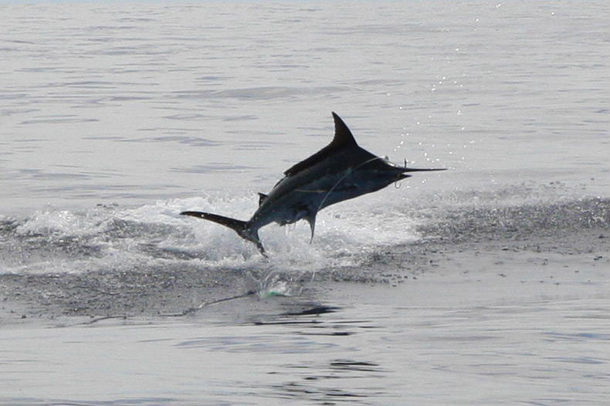 Double Hook-up on Marlin