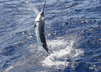 Luhrs Striped Marlin Success