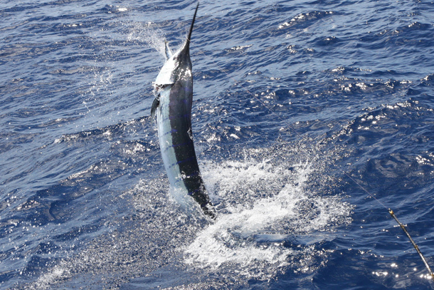 Luhrs Striped Marlin Success