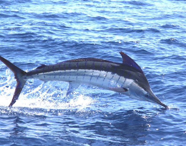 Marlin bonanza!
