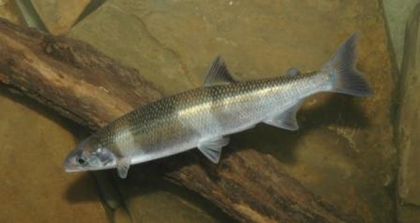 Not such a gray area – fishy migration mystery solved