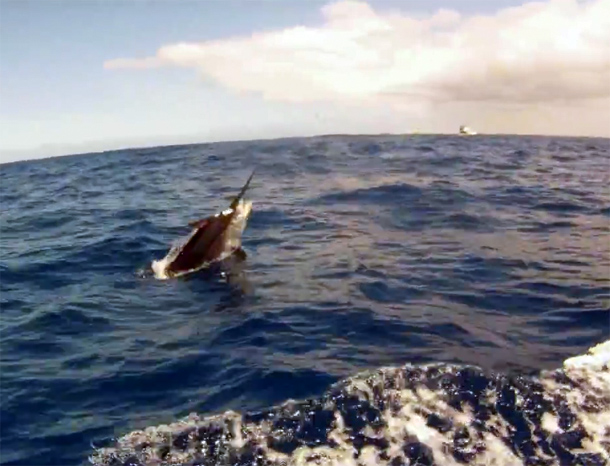 VIDEO: Black Marlin on Spin Gear