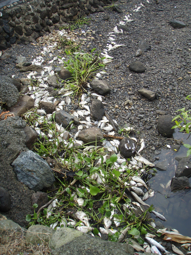 Flood impacts on fish in the Richmond and Clarence Rivers