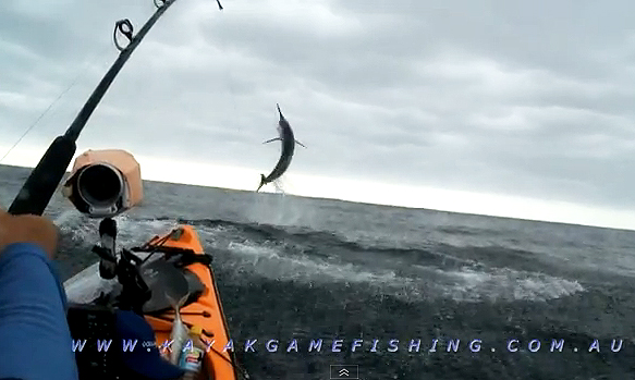 A kayaker, marlin and miles of open sea