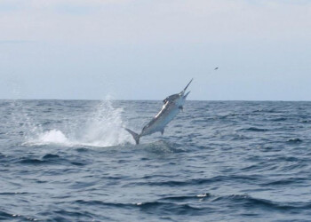 NSW South Coast Marlin Madness!