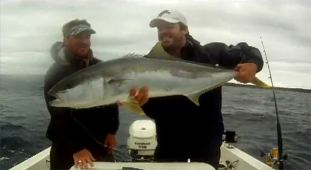 VIDEO: Big Sydney Kingfish