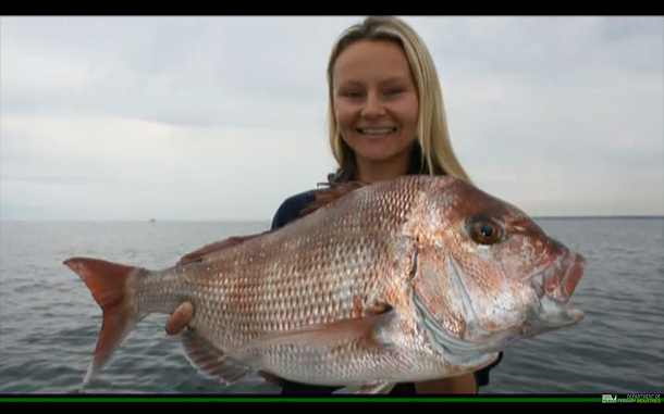 Tracking snapper in Port Phillip Bay
