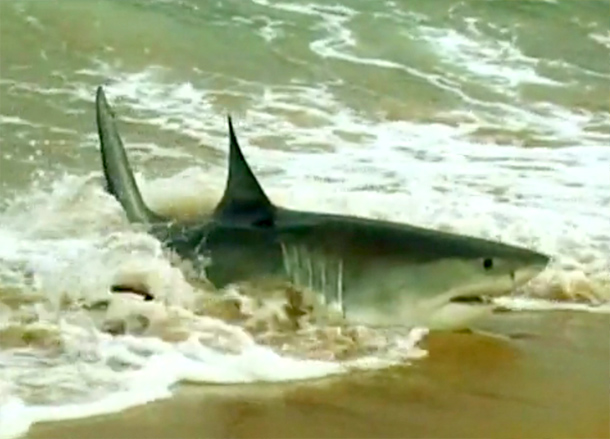 VIDEO: Great White Hunters – Tropfest Finalist