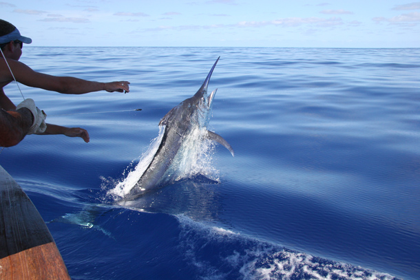 REPORT: Billfish frustration at Port Stephens