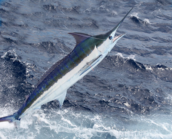 Knots & Rigs – Rigging Skirts with Mark Williams