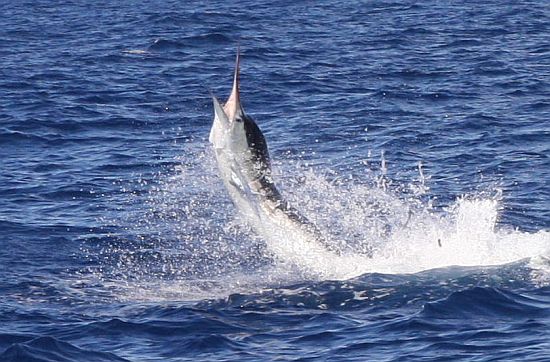 inline_909_https://yaffa-cdn.s3.amazonaws.com/fishing/images/dmImage/SourceImage/Marlin season 2 550.jpg