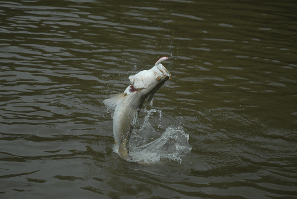 Fine Points = More Fish