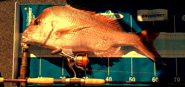 Win a WAECO Ice Box – Get Your Entry in NOW!