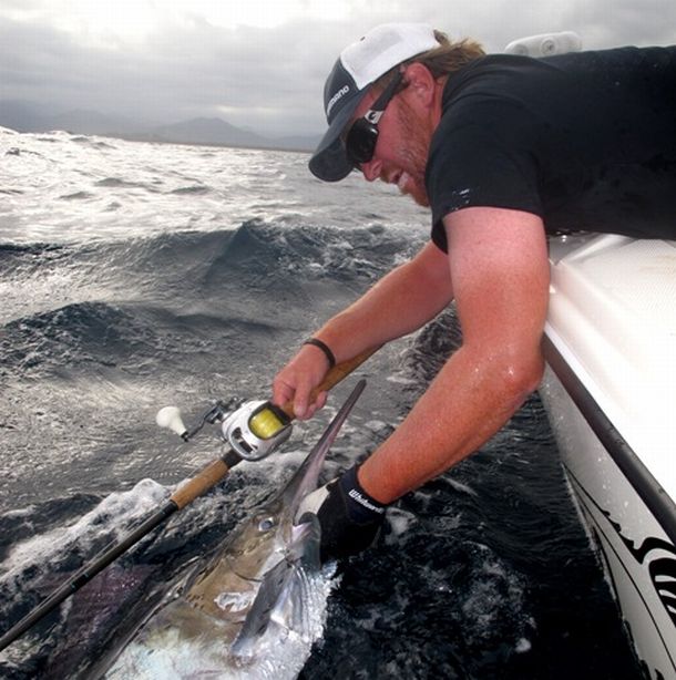Report & Video: Mini marlin invade NSW coast - Fishing World Australia