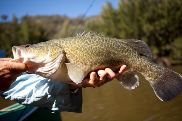Farmed cod a hit with Asian market