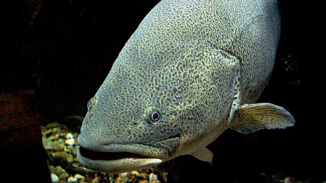 Murray cod season closes in the south