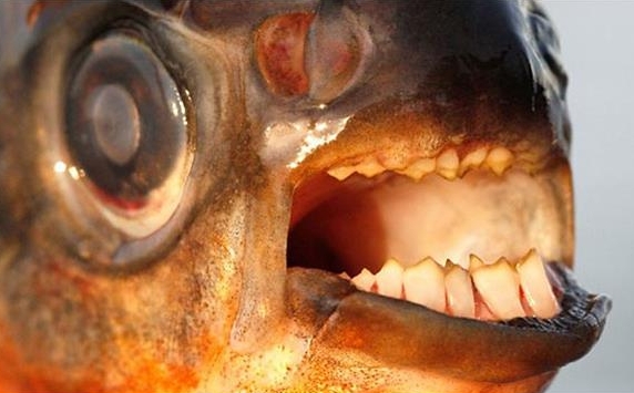 Swedes go nuts over savage fish