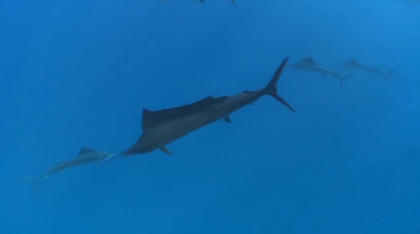 VIDEO: Paying the bills