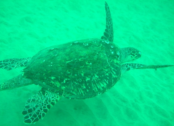 The Gorge features a timeless rugged beauty. This is special country for all native sportfishermen.