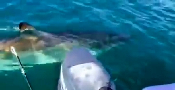 Victoria's Hopkins River provides some good sport fishing options for loclas in the know. Image: Tim Vincent