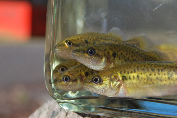 Fisho's Scott Thomas filming Bushy talking about Squidgy's new prawn lures.