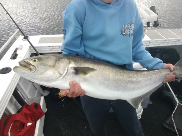The Queens Birthday long weekend provides anglers with their last chance this season to catch trout in Victorian rivers.