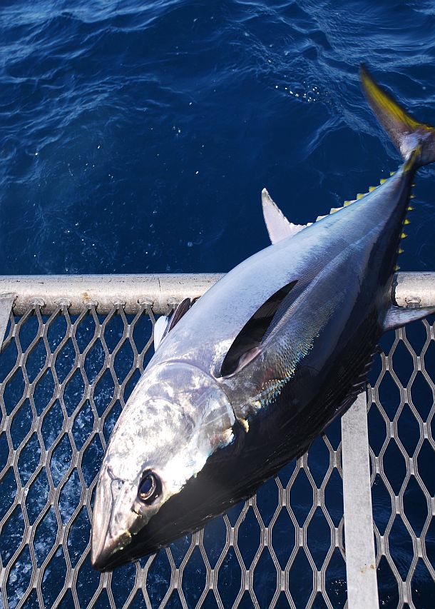 Longliners accused of “dumping tonnes” of bluefin tuna