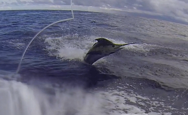 Image: Shane Chalker