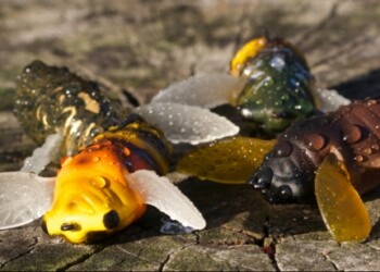 Tested: Fish Arrow Baby Cover Cicada