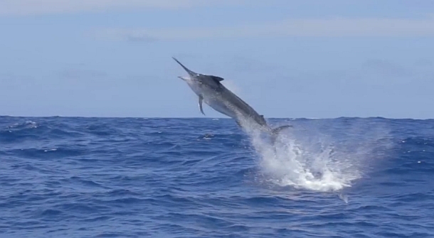 Video: Viking 11 – A day on the Great Barrier Reef