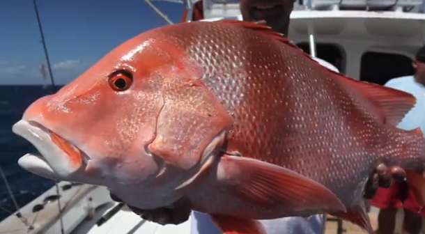 Video: Cairns tackle testing – Penn