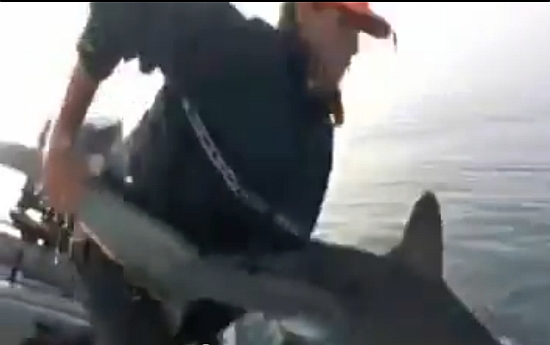 Video: Shark release fail